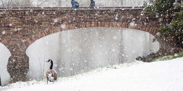 校园下雪